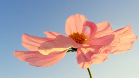 AEIS作文历年考题,AEIS考试服务
